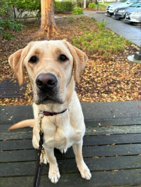 Dolby sits on a wooden bench. He is looking at the camera, awaiting a food reward. There is a tree and brown mulch visible behind him.