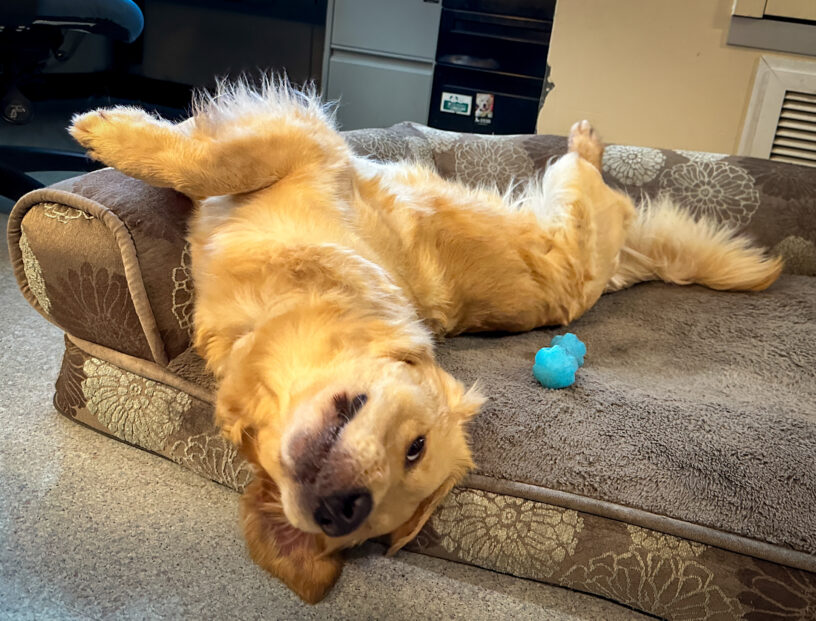 Kristin relaxes belly-up on a dog bed in the Breeding office with a blue toy next to her