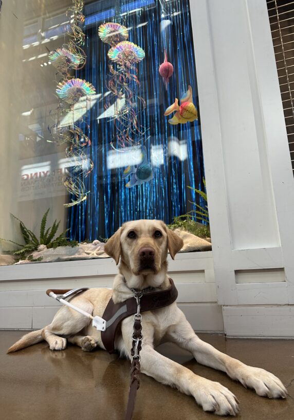 Kyra in harness laying down staring at the camara in front of a display with an ocean background.