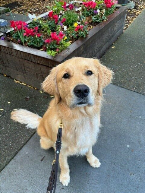 Pedro sits looking at the camera. There is a flower box behind him with colorful flowers.