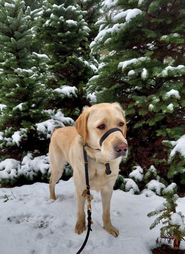 Prancer is standing with a gentle leader on with snow and trees in the background