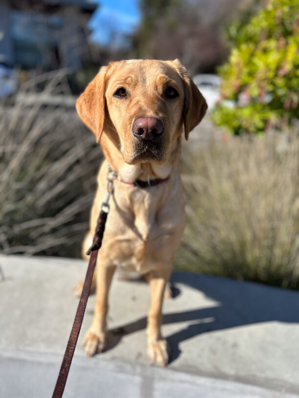 Rhapsody sits at attention on a cement wall with trees and bushes behind her