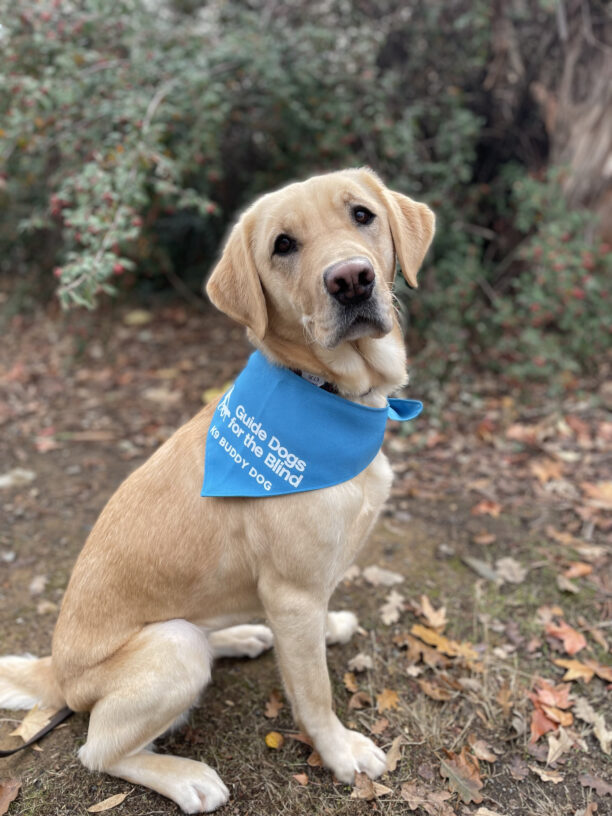 Tahiti, a female yellow lab/golden retriever cross, is sitting sideways, looking over her right shoulder at the camera.  She sits amongst the fall leaves with berry bushes behind her, wearing her blue K9 Buddy scarf.