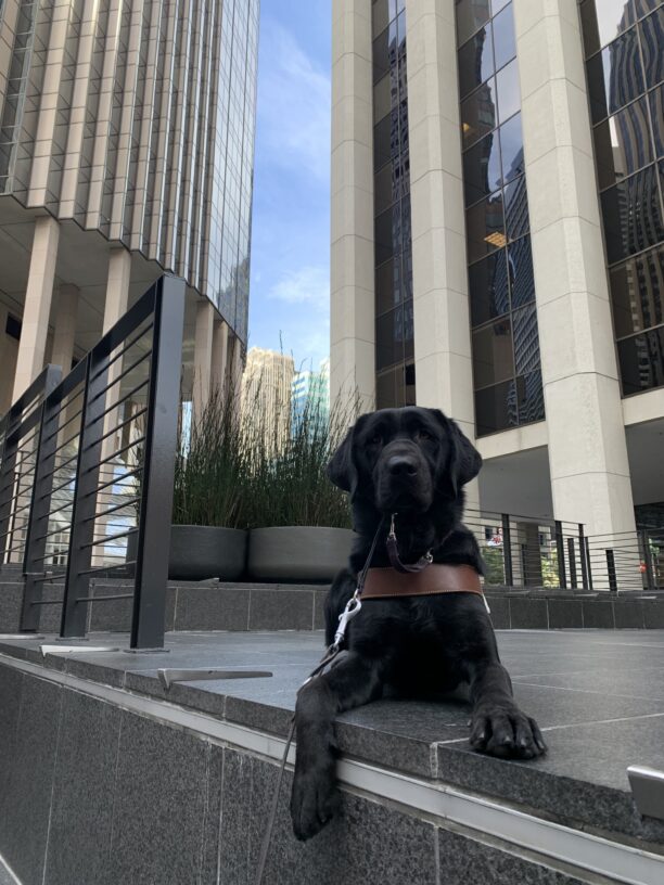 Thali looks very regal while laying down in a downtown San Francisco courtyard with tall buildings and a sliver of blue skies in the background.