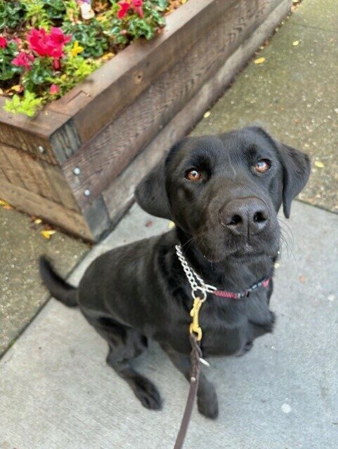 Willa sits looking a the camera. There is a flower box behind her with colorful flowers.