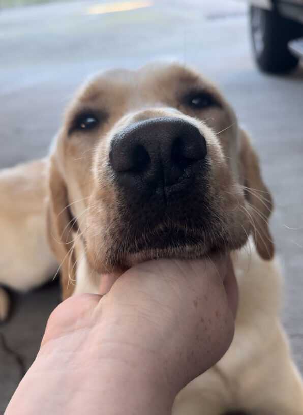 Ira, a yellow short-coated cross, lays on the ground in front of his instructor. He is resting his head on his instructor's hand while receiving chin scratches. He is looking into the camera sweetly.