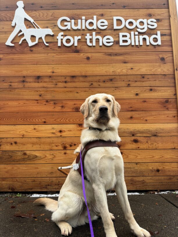 Ira, a yellow short-coated cross, sits proudly in front a wooden sign with GDB's logo on it. He is wearing his harness and looking into the camera seriously.