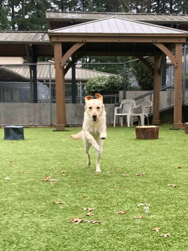 Penelope, a female yellow labrador, is caught mid-leap while playing in the grass play yard on the OR campus.  Her front legs are off the ground and her ears are up over her head.