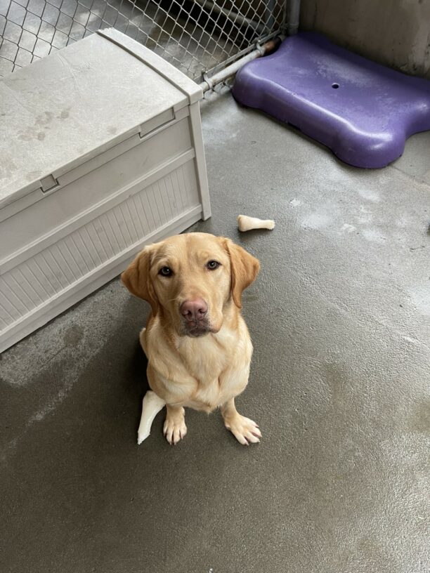 Denim is sitting next to two bones in the community-run area. She is looking up at the camera.