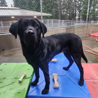 Cinder stands on a blue, plastic play structure in community run. She is standing on the tallest of three play structures with beige Nylabones at her feet. She enjoys this high spot to play "queen of the castle" with her playmates.