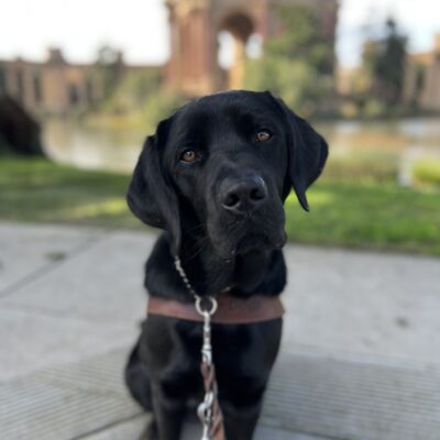 Banjo sits in front of San Francisco’s palace of Fine Arts posing with his harness.