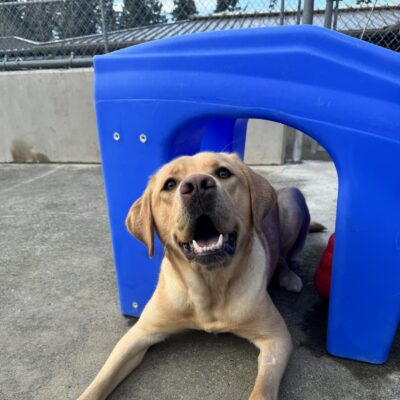 Yellow lab, Adele, lies under a blue tunnel. She is smiling while looking into the camera.