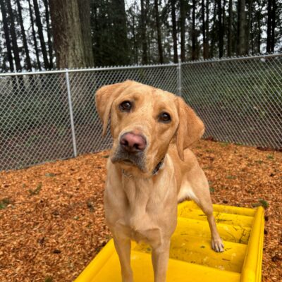 A yellow lab looks into the camera as she stands atop a yellow play structure.  Behind her are bark chips, a fence and forest.
