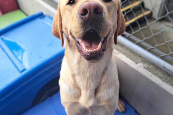 Yellow lab (Rusty) standing on blue play structure smiling.