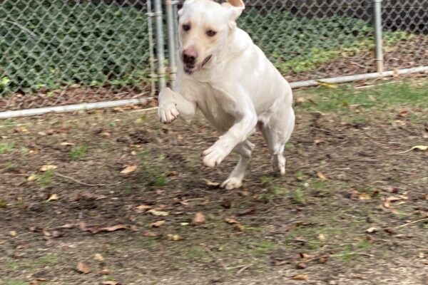Virgil is running and playing in an enclosed play yard. The camera captured him mid stride, leaping with his front feet off the ground and his ear flaps flipped up. He’s running after that kong I just tossed.