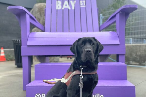 Neptune, a male black lab, poses in front of a large purple Adirondack-style chair. He is wearing a leather gdb harness, black booties on his hind feet and is looking directly at the camera. Gray buildings and a gray, gloomy sky line the background.