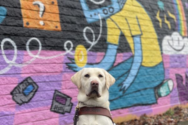 Lolo, a female yellow lab, sits in front of a colorful mural in the Hawthorne district in her guide dog harness. The mural is full of pink, purple, blue, and yellow colors.