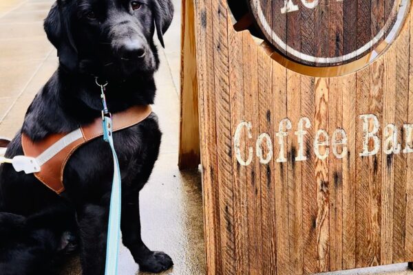Augie is sitting in harness on a wet and rainy Portland sidewalk looking at the camera. He is next to an A frame that is advertising "40 lbs Coffee".