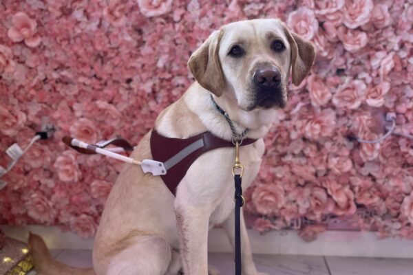 Dave, a yellow Labrador Retriever, is wearing wearing his harness, looking at the camera, while sitting on a marble floor in front of a wall of pink, paper flowers.