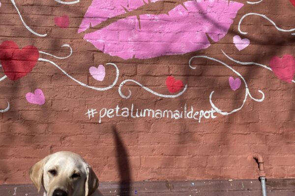 England sits in harness in front of a pink and red Valentine’s Day mural with hearts and lips. The mural says ‘Love and Be Loved.’
