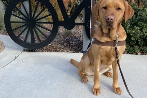 Roseanna, a brick colored yellow lab sits in harness facing the camera. Behind her is a bicycle cutout and native foliage.