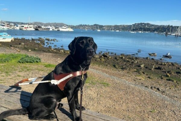 Chance sits on a wooden bench in harness. Behind him is the bay in Sausalito, there are boats and a beach visible behind him.