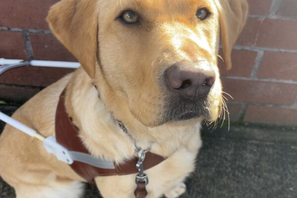 Dominica sits on a sidewalk in front of a red brick wall while wearing her brown leather harness and looking up into the camera with the sun shining down on her.