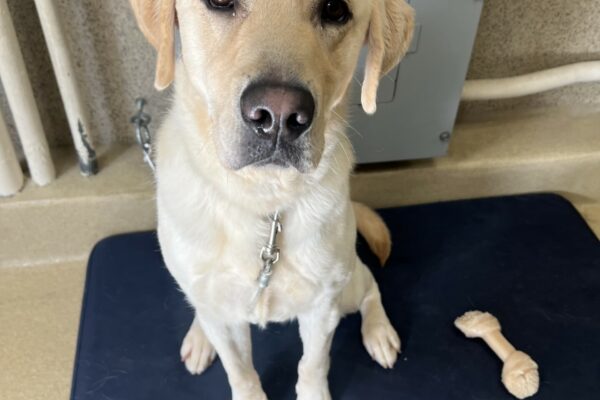 Edison is sitting on a blue bed, next to a white bone. He is looking up at the camera.
