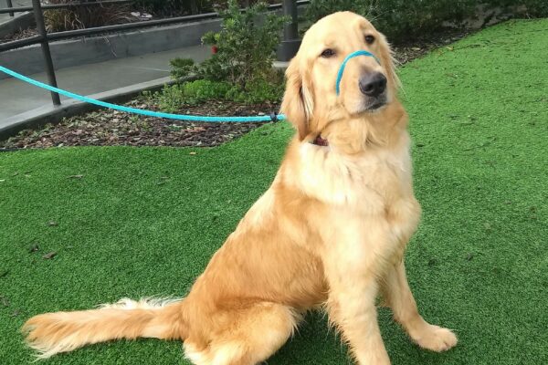 Golden colored Fresno is sitting in profile on a grassy area wearing a blue leader. He has his head facing the camera.