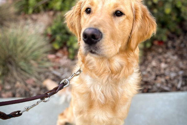 Gladdie sits at attention on a pathway in front of green bushes