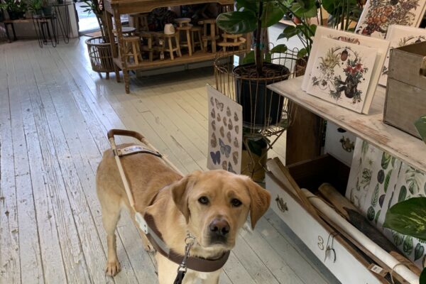 Glimmer stands in harness surrounded by an array of greenery and gifts in a local plant shop.