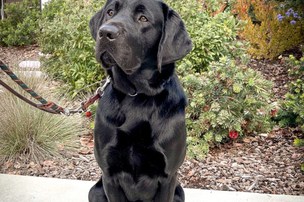 Grande sits on a path in the kennel courtyard, looking off to the side curiously