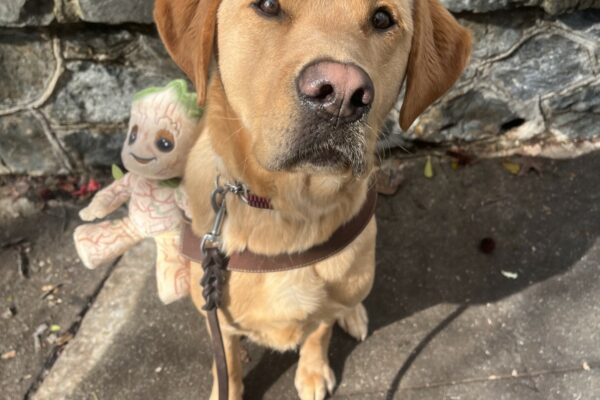 Groot is sitting in his GDB harness posed next to a "Groot" stuffed animal from Guardians of the Galaxy. There is a stone wall in the background of the photo.