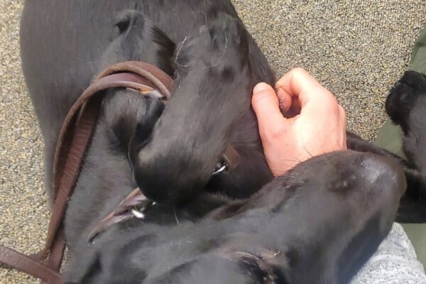 Jan is laying on her back on the floor getting some snuggle time in with her instructor.