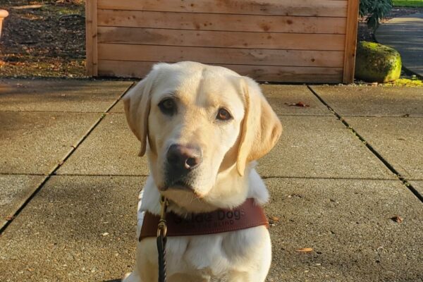 Katara is sitting in front of a wooden "selfie" background that says "Guide Dogs for the Blind". She is wearing her harness, and her coat has a sun-touched glow, as we caught a moment of blue sky on campus.