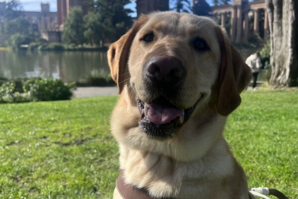 Legolas is wearing his harness and sitting in front of the Palace of Fine Arts in San Francisco. He is gazing at the camera with a happy smile on his face.