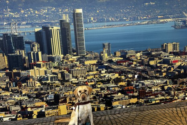 Marco is sitting in front of a large backdrop of San Francisco, while wearing a harness and a gentle leader.