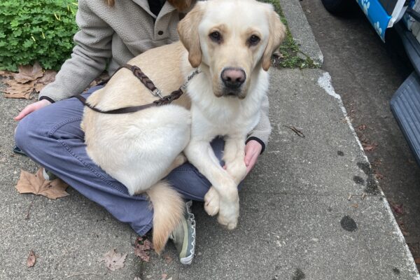 Handler is seated cross legged on the ground with Noah laying across her lap looking up at the camera contently with paws crossed over her knee.