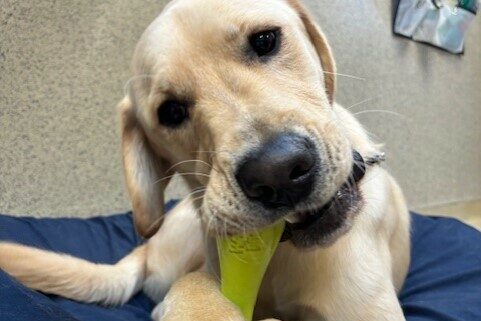 North is laying on a blue bed and chewing a green West Paw toy. His paws are crossed and he is looking at the camera.