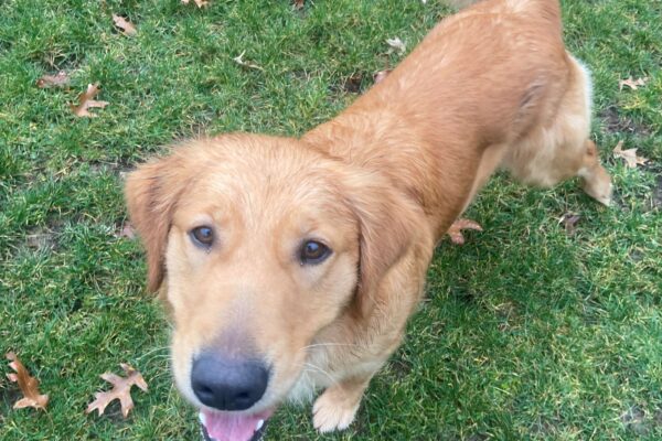 Golden Retriever/Labrador Retriever cross Oatmeal stands in a grassy area with scattered leaves on the Oregon campus. She has just finished running around so her mouth is open with her tongue slightly out as she looks up at her handler.