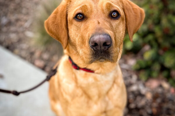Close-up of redheaded Olivia sitting at attention on a pathway