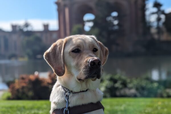 Trusty, male yellow lab, sit in harness on a patch of grass across from the Palace of Fine
Arts. Trusty looks off to the right of the frame with a very reflective look. The background is blurred, but a pond and the rotunda can still be seen.