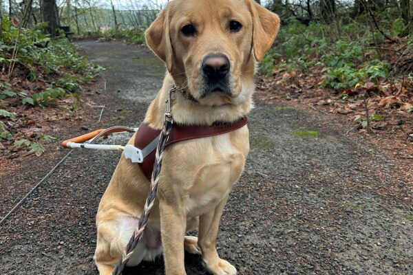 Renoir sits on a gravel trail with a wooded background. He is wearing his brown leather harness, looking into the camera.