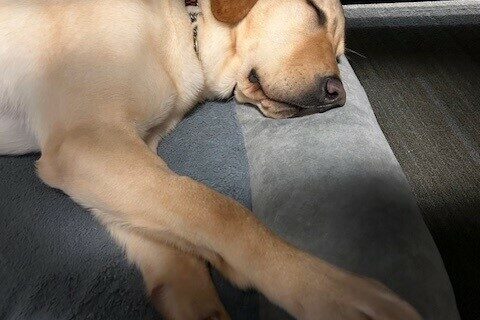 Rick is relaxed and sleeping on tie-down on a grey bolster bed in an office.