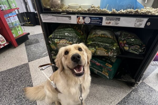 Stephi appears to be smiling at the camera wearing her guide dog harness while inside of a Petco. In the background, is a hairless guinea pig "skinny pig" inside of its cage.