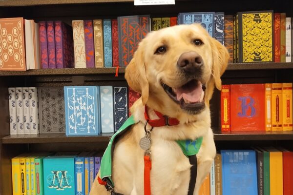 Yellow Lab Veteran wearing his green service vest sitting in front of a shelf full of brightly colored books.