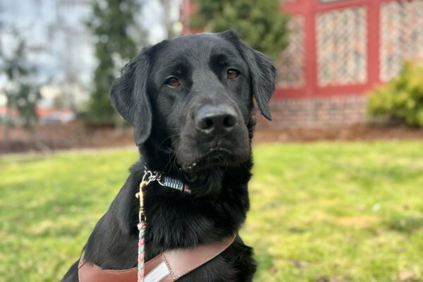 A black lab golden cross in harness looks intently at the camera. Behind him is a brick and red building and grass.