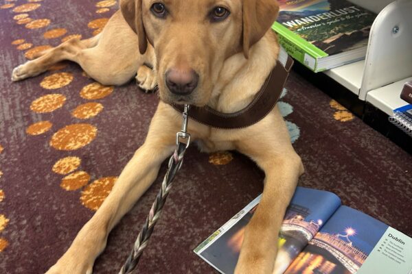 Dublin lays on a library floor in front of a shelf full of books while wearing her brown leather harness. There is a book laying open under one of her front paws as if she is looking at a particular page. The book page says "Dublin."