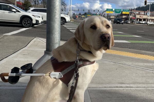 Crumpet sits in harness looking toward the camera. Next to him is an APS pole that he targeted at a wide, busy street intersection.