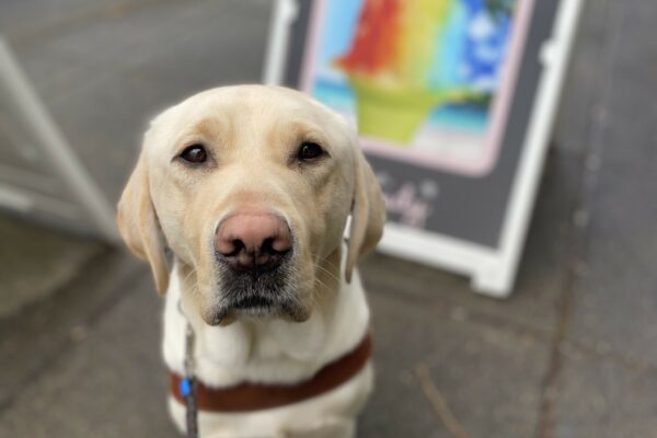 Male yellow lab, Zeski, sits on a sidewalk in his GDB harness looking up at the camera with a stoic expression. Out of focus in the background is a sandwich board with “Hawaiian Shave Ice” print and a colorful photo of shaved ice.